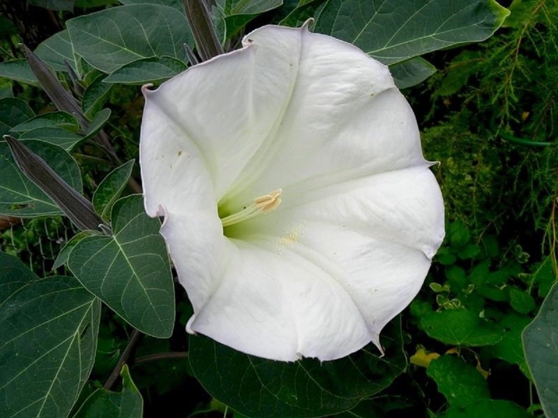 Свойства на Datura Indian