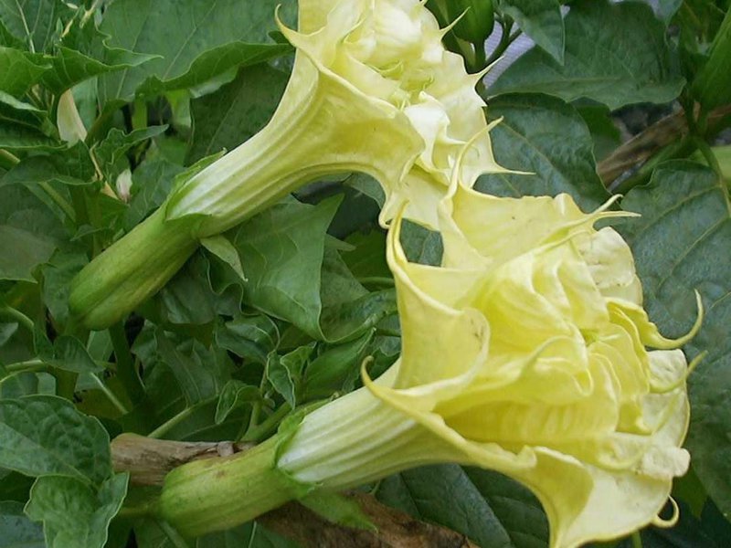 Описание на Datura Indian