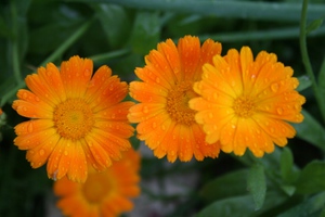 Calendula flower