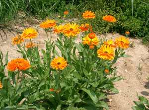 Calendula varieties