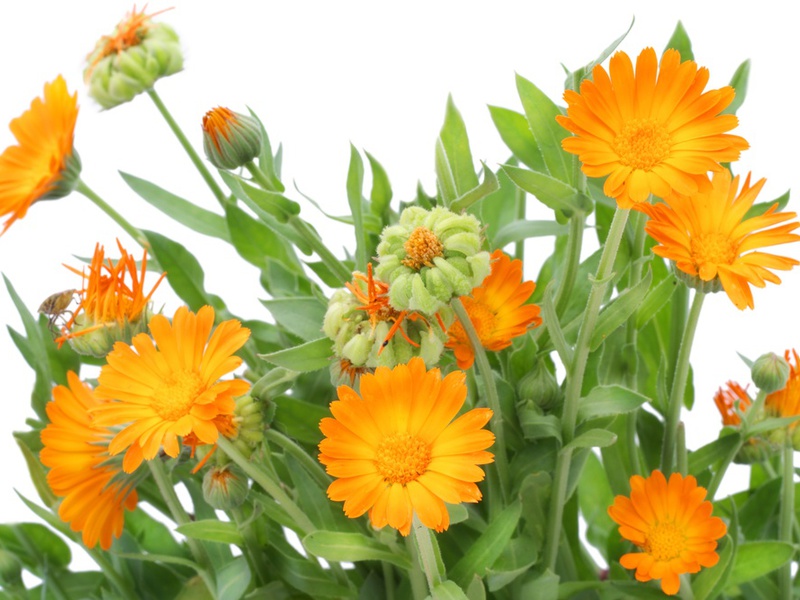 Calendula useful