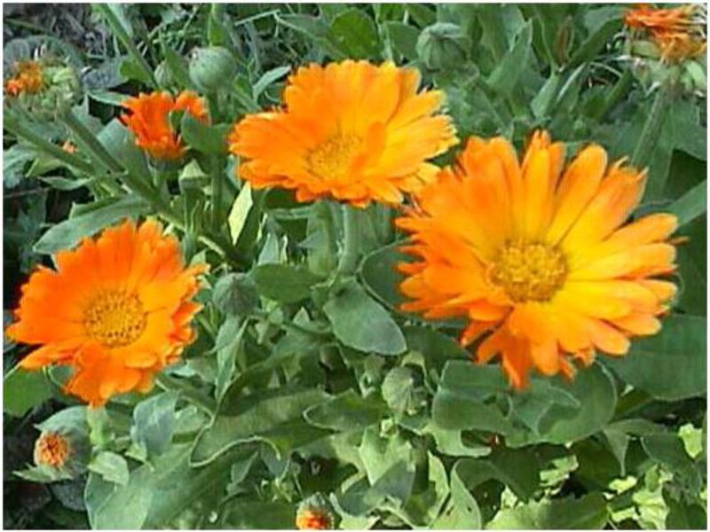 Flowering calendula