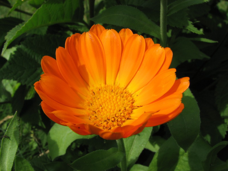 Why is calendula useful?