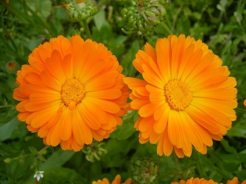 Field calendula properties