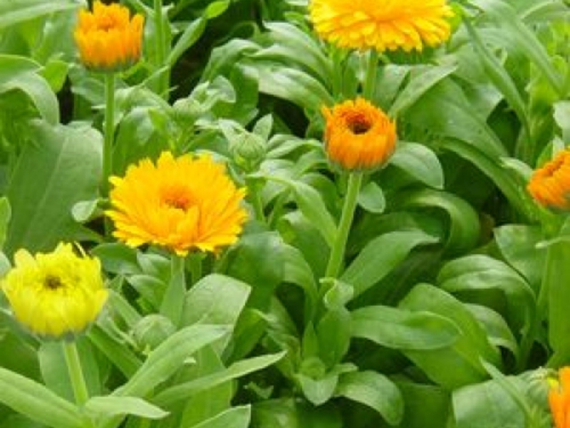 Calendula flowers