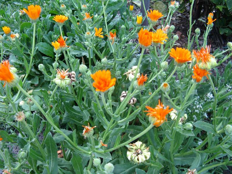 Why is calendula useful?