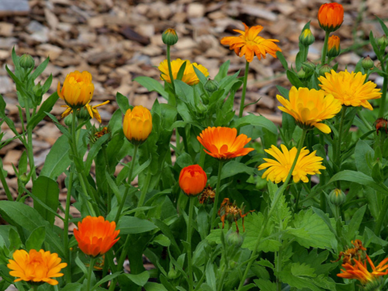 Growing calendula