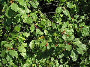 Buckthorn plant