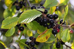 What properties does buckthorn have