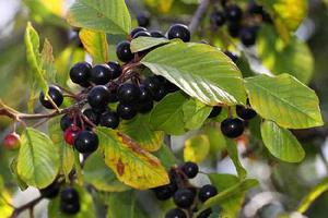 Features of alder buckthorn