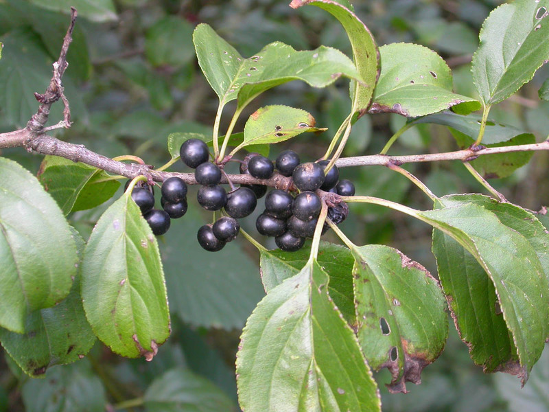 Buckthorn fragile