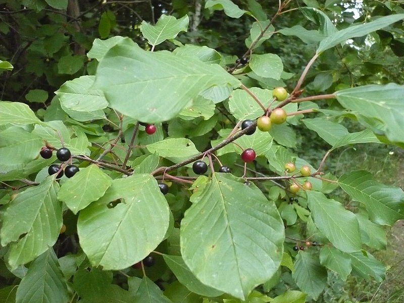 How buckthorn is applied