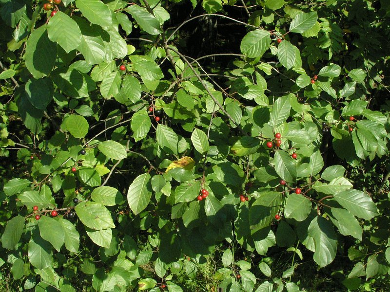 Features of alder buckthorn