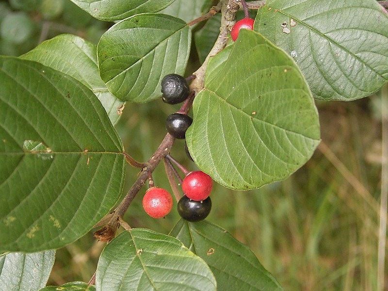 What does the buckthorn plant look like?