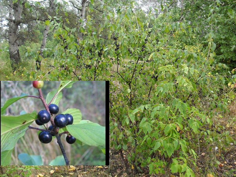 Buckthorn appearance