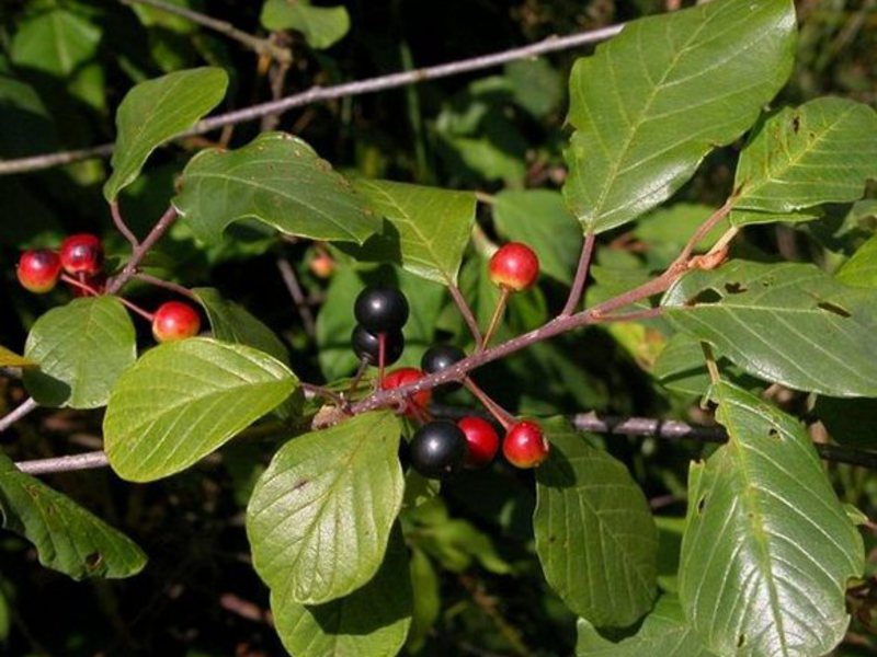 Buckthorn plant