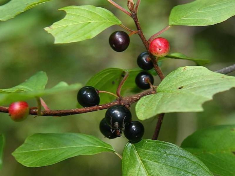 How buckthorn grows