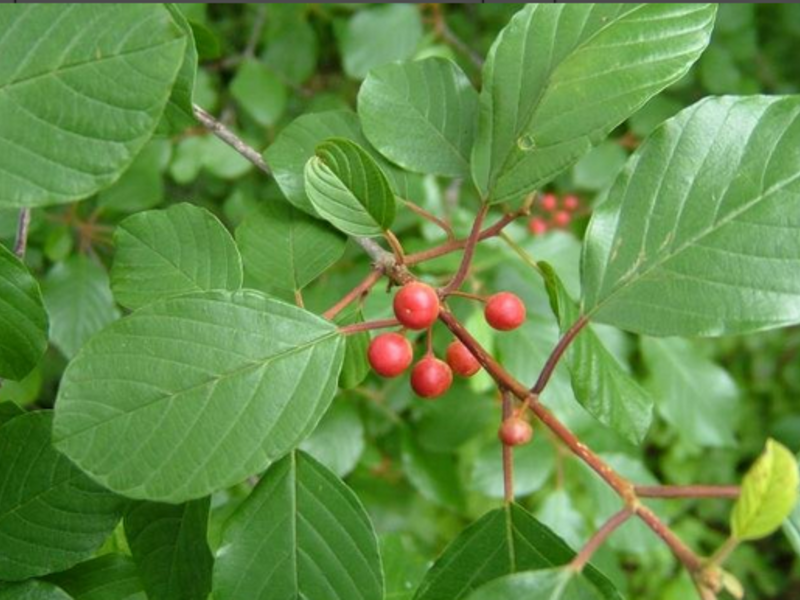 Why buckthorn is useful