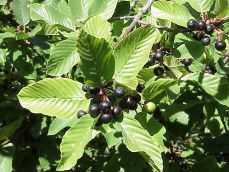 Useful properties of buckthorn