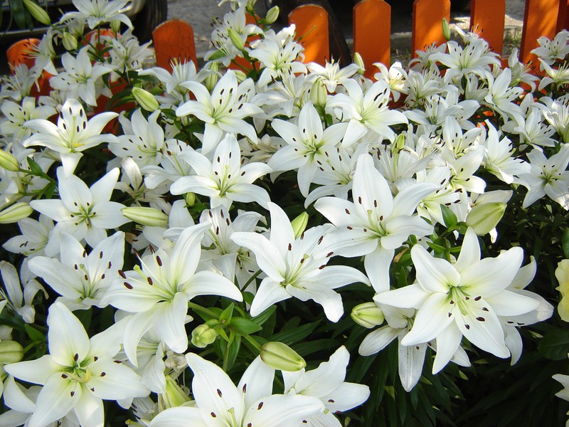 Benefits of growing white lily flowers