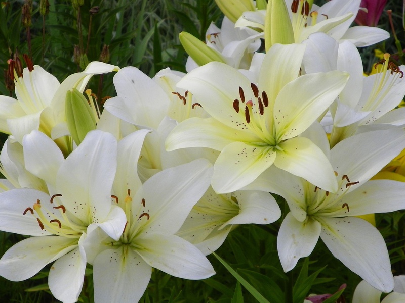 Characteristics of Annamaria Dream lily plants