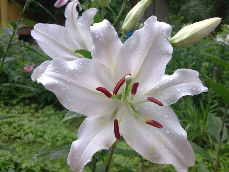 Description of flowers of white lilies of the Casablanca variety