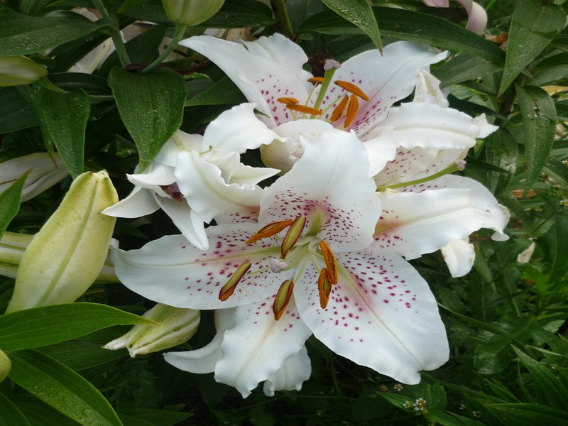 Characteristic properties of lily flowers of the Extravaganza variety