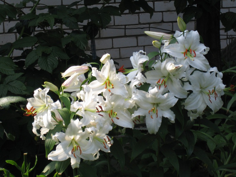 Features of white lilies of the Siberia variety