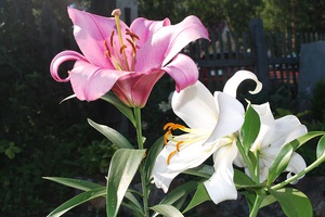 Differences between varieties of lilies