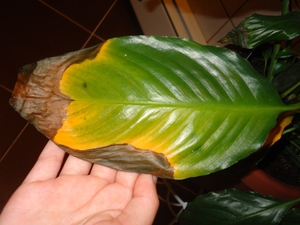 Spathiphyllum care