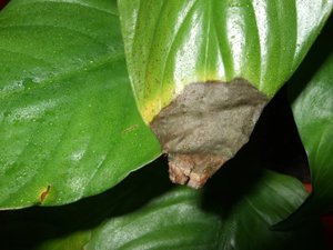 How to properly care for indoor spathiphyllum