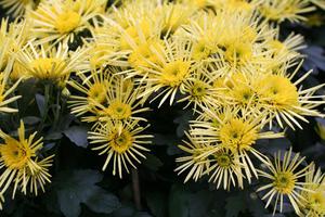 Yellow chrysanthemum - autumn flowers