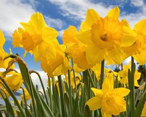 Daffodils are very beautiful flowers