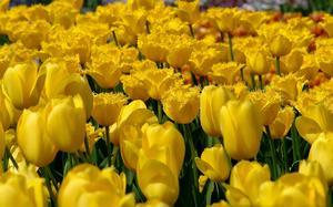 Yellow tulips are very beautiful, but they are not very popular in our country due to superstition.