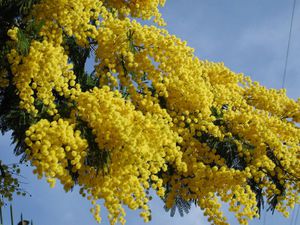 Mimosa is one of the flowers that are traditionally given on March 8