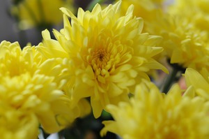 Yellow asters bloom in autumn in flower beds in gardens