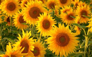 Sunflowers are not only an opportunity to get sunflower oil, they are also used in bouquets.