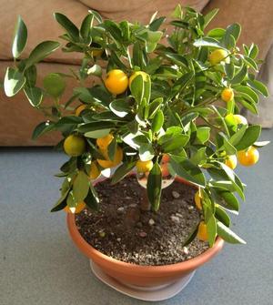 How to care for tangerines