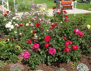 Rose garden option