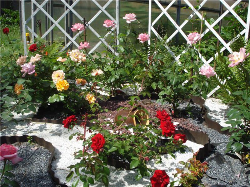 How to choose a rose garden