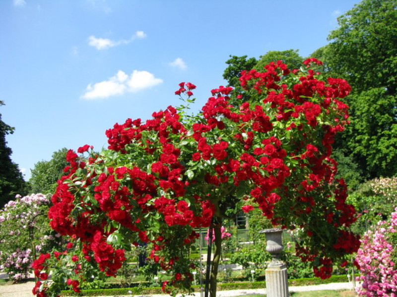 Colorful rose garden in the country