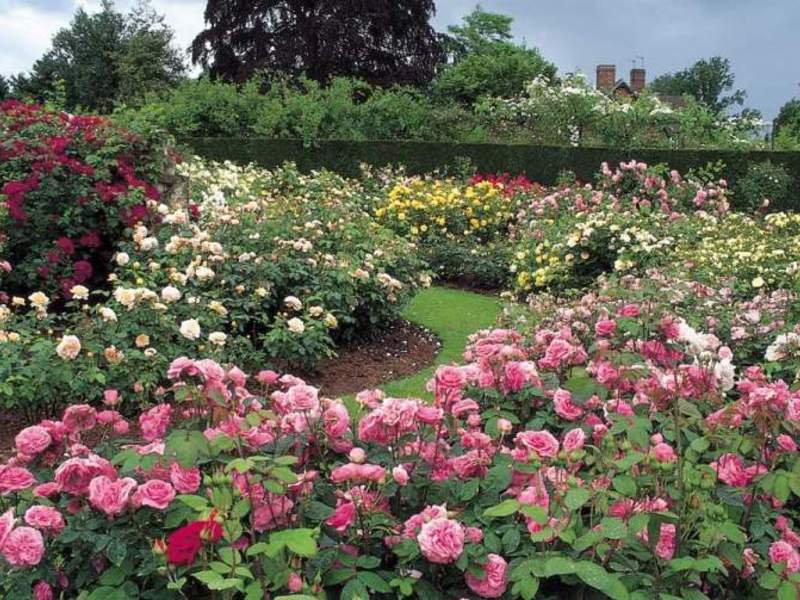 How to make a rose garden