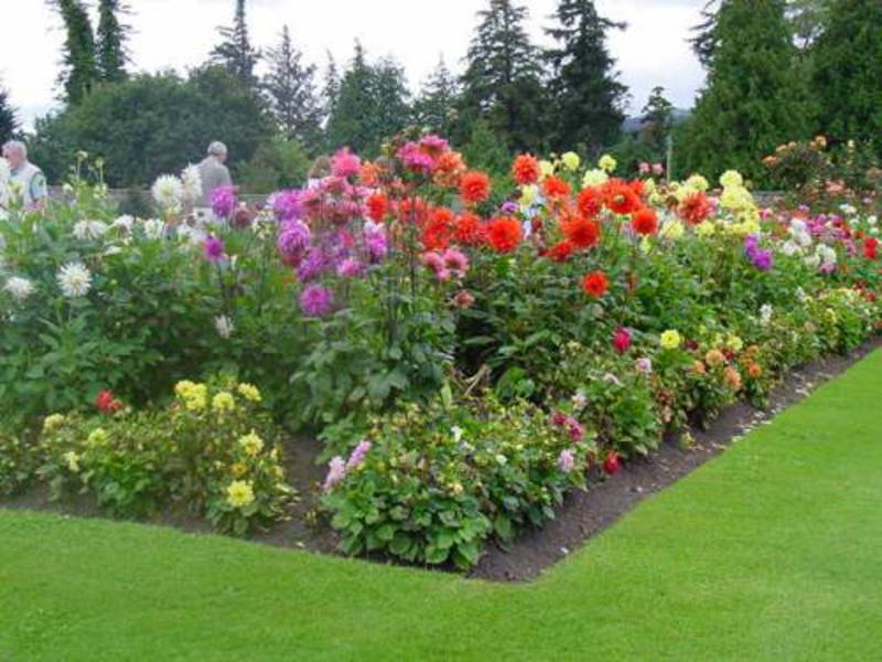 Caring for the rose garden in the country