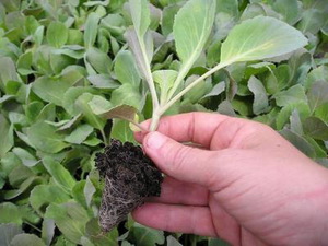 Cauliflower Seedling Care