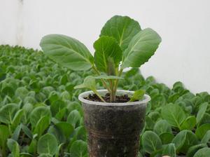 How to water cauliflower