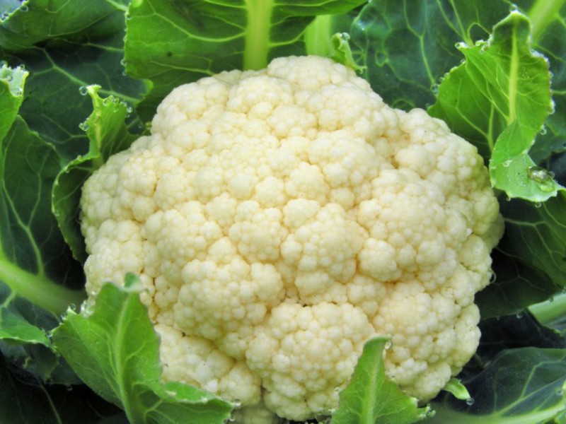 Why cauliflower is useful