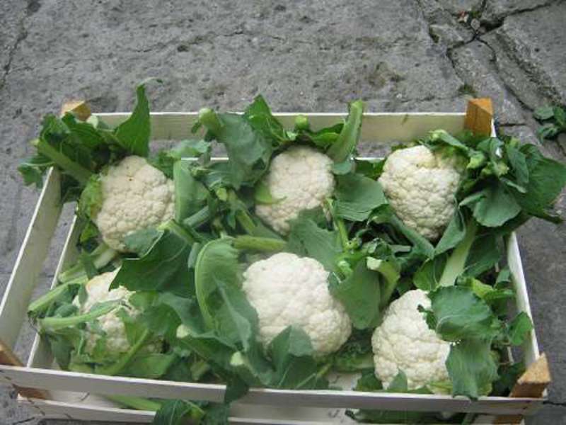 How to grow cauliflower properly