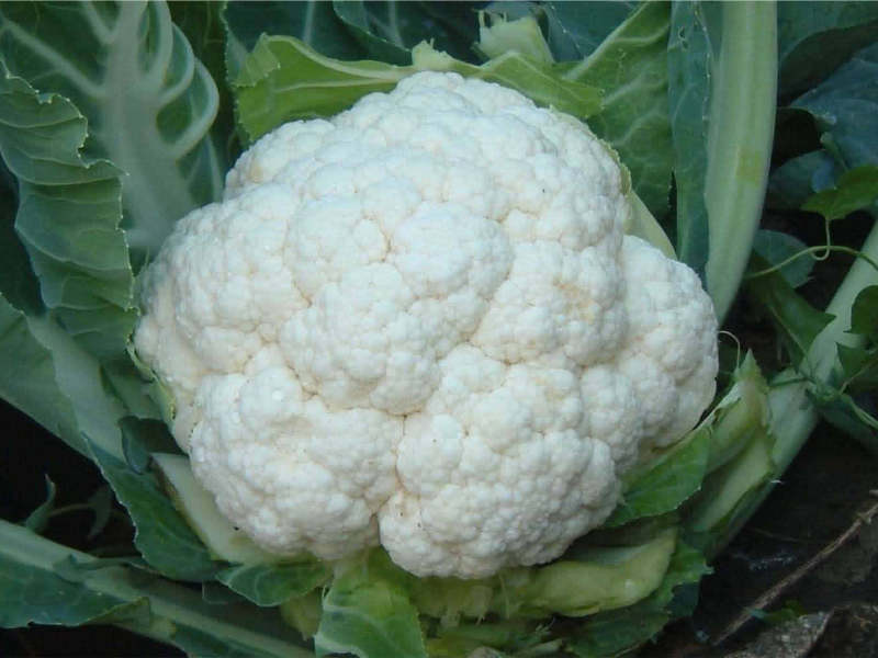 Ways to grow cauliflower with your own hands