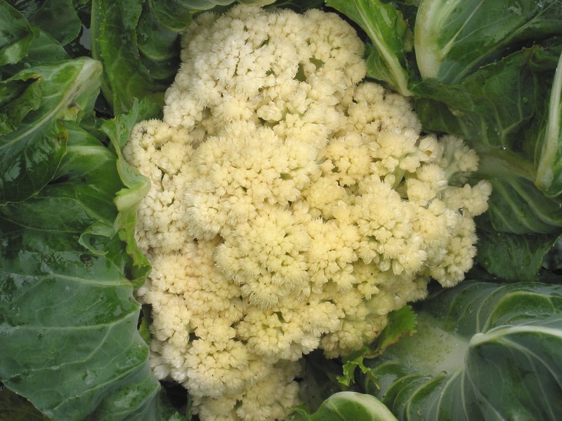 Features of caring for cauliflower