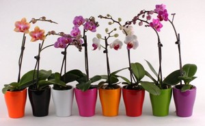 Orchid care rules at home